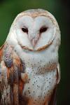 Barn_Owl.jpg