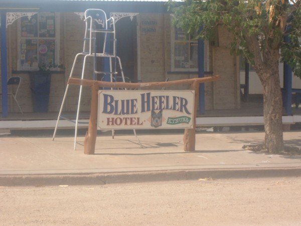 Blue_Heeler_2.jpg