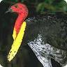 Bush_Turkey.jpg
