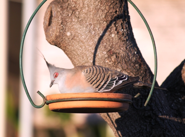 Crested_Pigeon.jpg