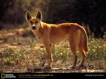 Dingo_001.jpg