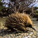 Echidna.jpg