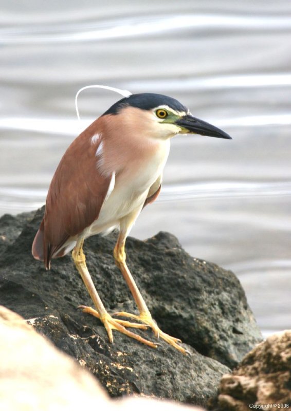 Elvis_Bird.jpg