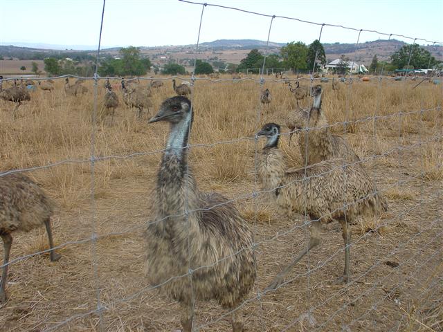 Emu_Farm.JPG