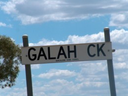 Galah.JPG