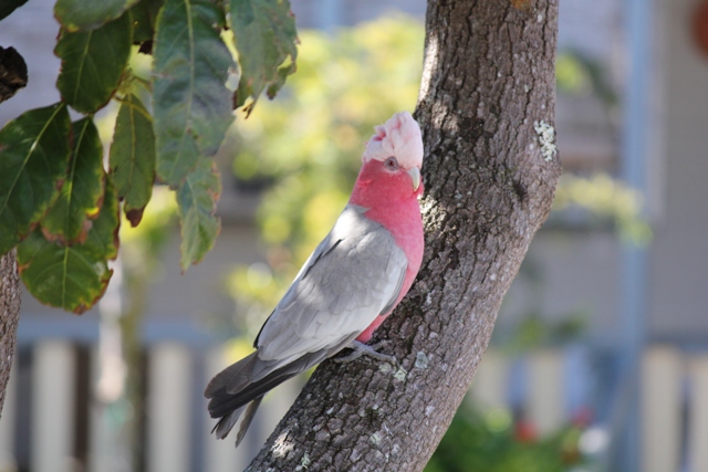 Galah.jpg