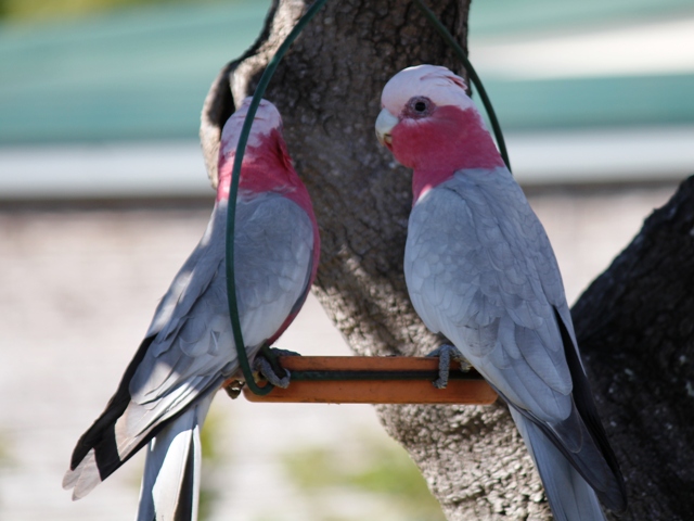 Galah1.jpg