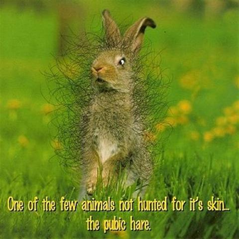 Hare_Small.JPG