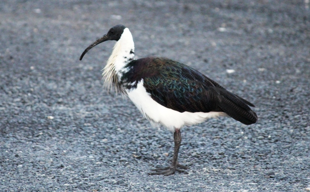 Ibis.jpg