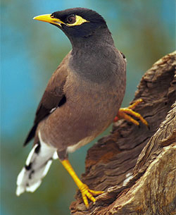 Indian_Myna.jpg