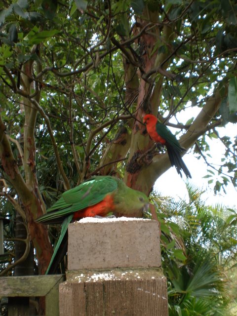 King_Parrots_PC280148.JPG