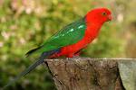 King_parrot_001.jpg