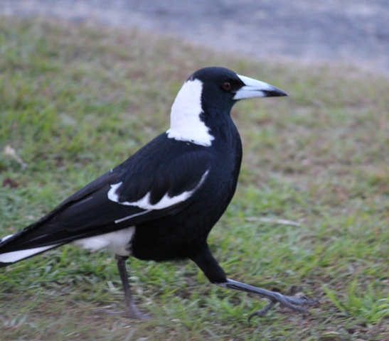 Magpie.jpg