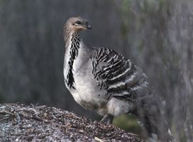 Mallee_Fowl_001.jpg