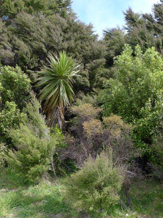 Near_Lake_Wanaka.JPG