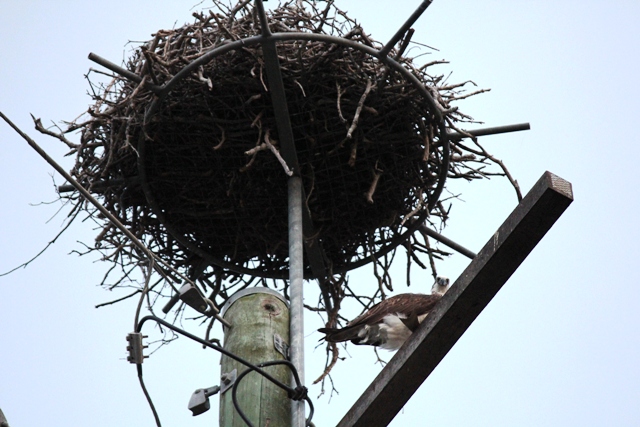 Osprey.jpg