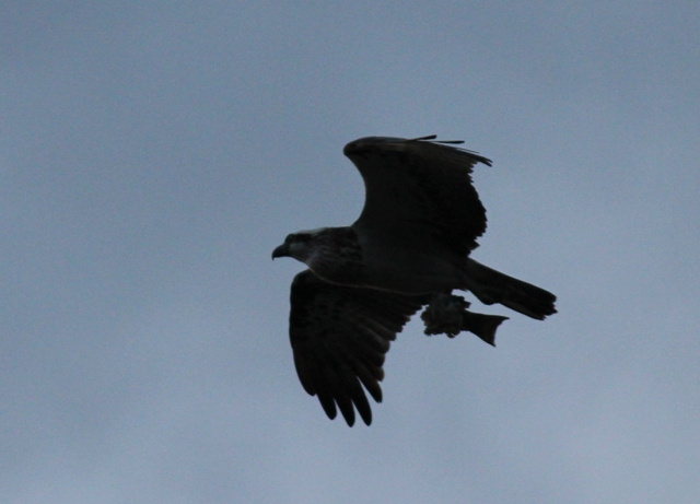 Osprey2.jpg