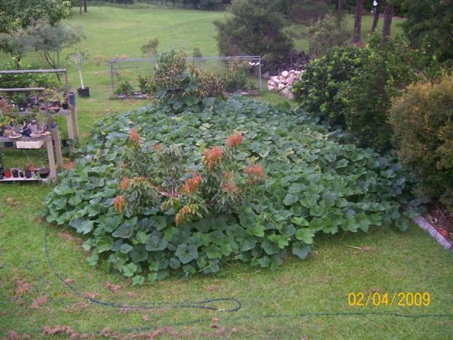 Pumpkin_001__Small_.JPG