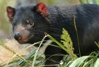 Tassie_devil.jpg