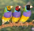 Three_in_a_row_005.jpg
