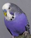 Top_bird_002.jpg