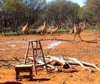 Visiting_Emus_WEB.jpg
