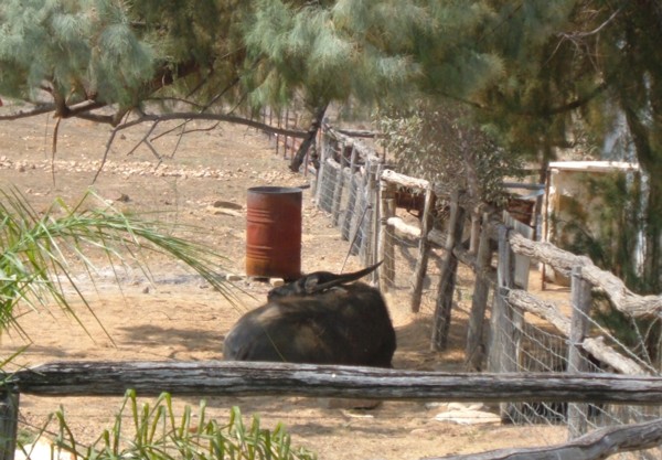 Water_Buffalo_Torrens_Creek.jpg