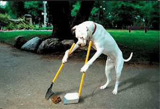 areallygooddog.gif