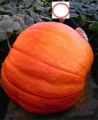 big_pumpkin.png