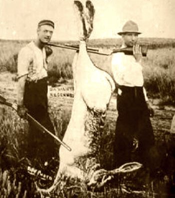 bigger_bloody_rabbit.jpg