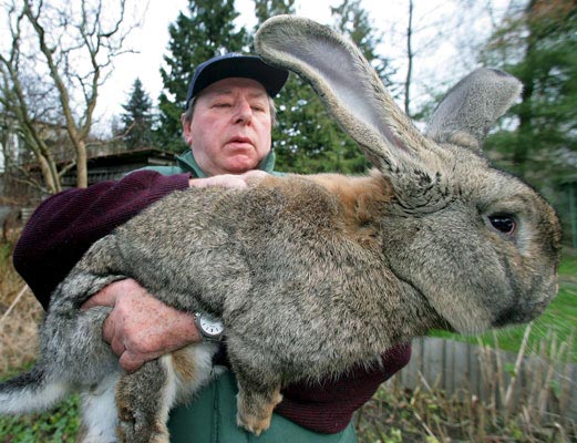 bloody_big_rabbit.jpg