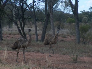 bush_chook_2.jpg