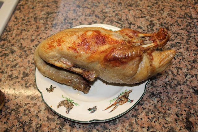 duck.JPG