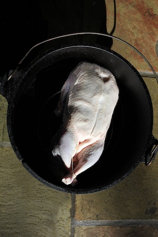 duck1.JPG