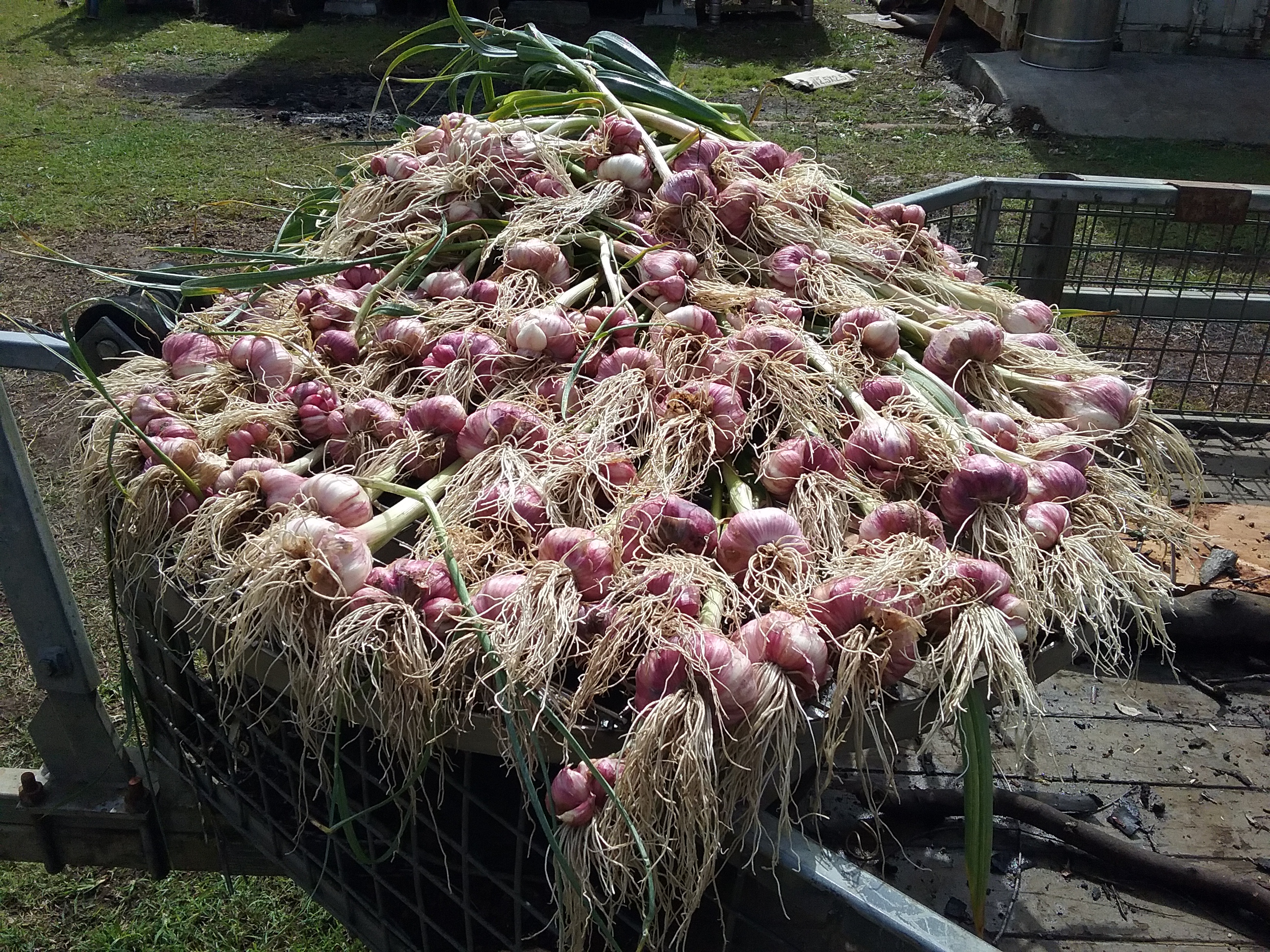 garlic.jpg
