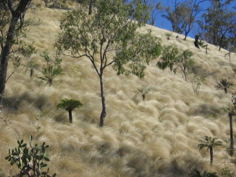 grass_1.jpg