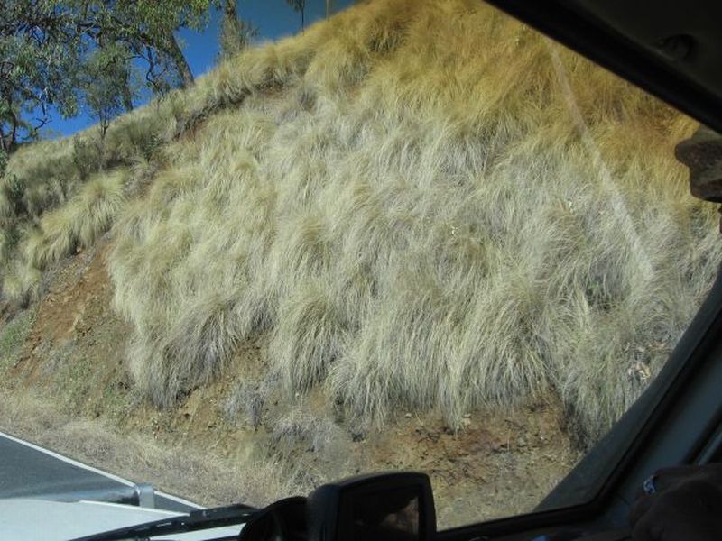 grass_2.jpg