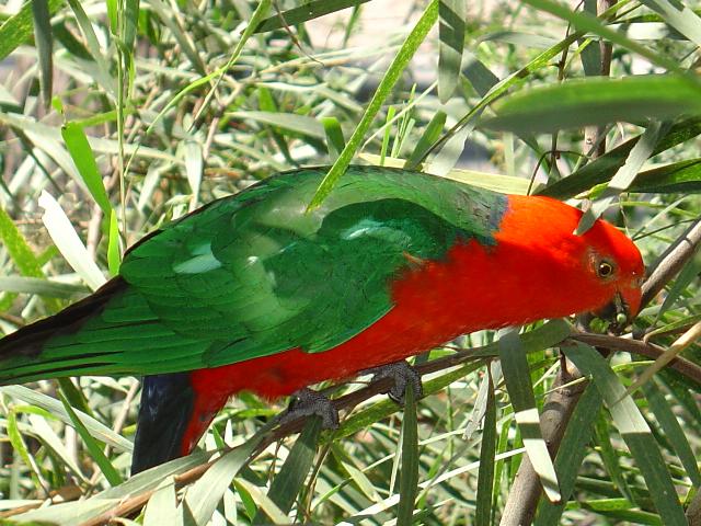 kingparrot.JPG