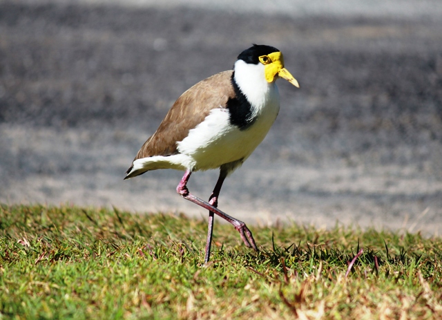 plover.jpg