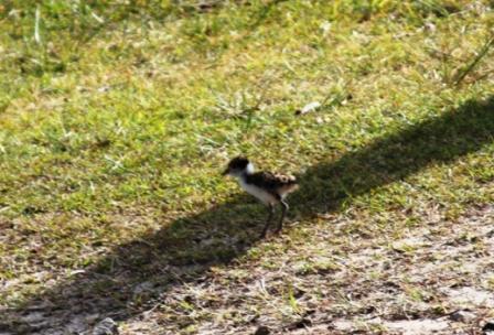 plover2.jpg