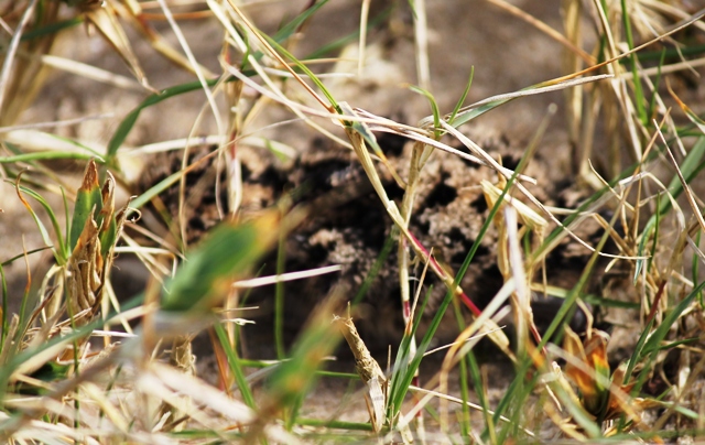 plover3.jpg