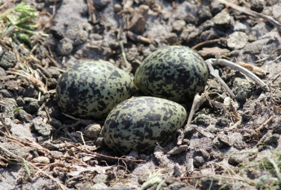 plover4.jpg