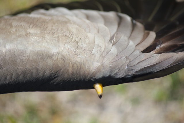 plover5.jpg