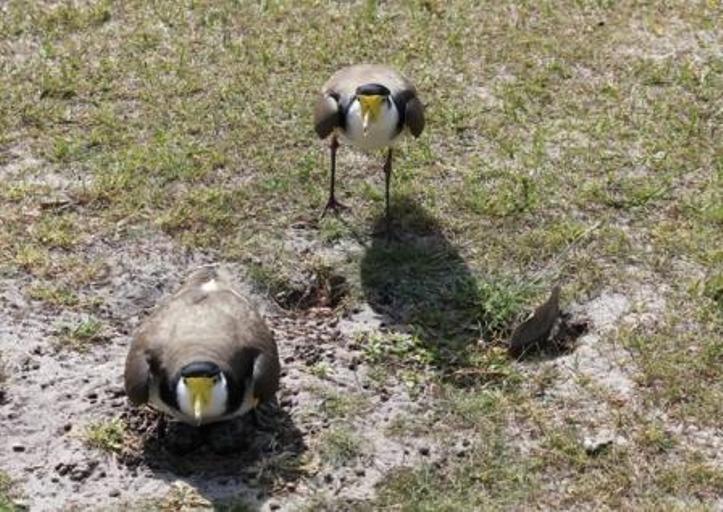plover6.jpg